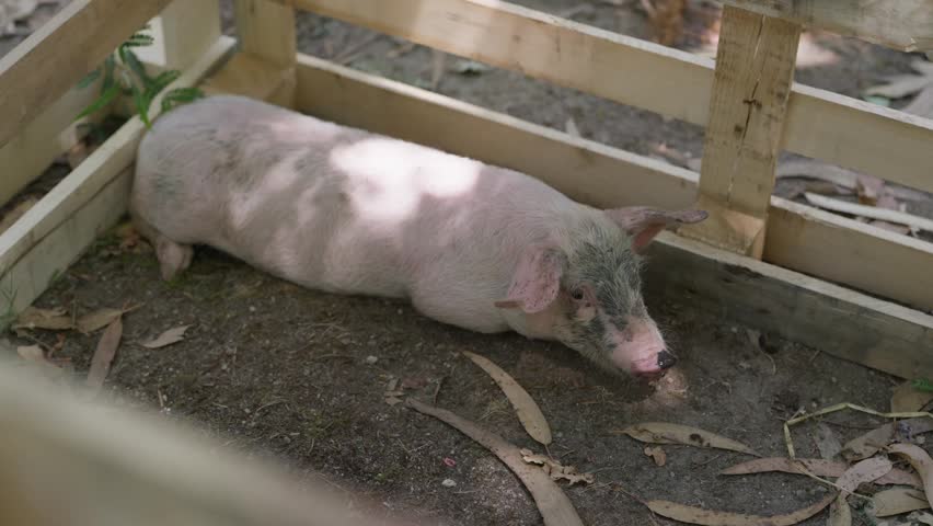 Pig with muddy head resting on dirt inside a wooden farm enclosure