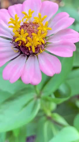Healthy Pink Beautiful flowers in full bloom garden plants