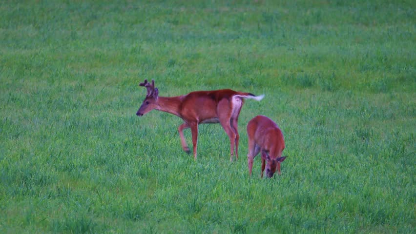 Video of a whitetail deer buck with velvet antlers grazing in a green field near other deer during summer in Dunn County, Wisconsin, USA.