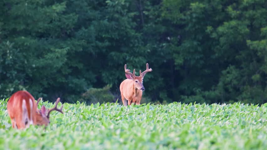 Video of two whitetail deer bucks with velvet antlers in a soybean farm field, with one buck walking toward the camera and the other eating soybean leaves during July in Polk County, Wisconsin, USA.