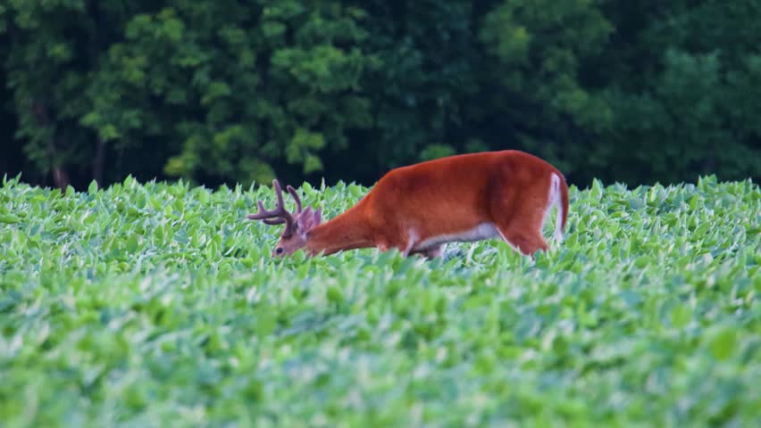 Close-up video of a whitetail deer buck with velvet antlers eating soybean leaves in a farm field before a doe and second buck appear, with all three deer walking out of view during July in Polk County, Wisconsin, USA.