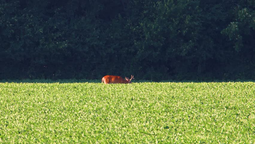 Video of a whitetail deer buck with velvet antlers standing in a soybean farm field and eating soybean leaves during late afternoon in July in Polk County, Wisconsin, USA.