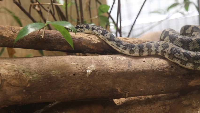 The most famous is the Green Anaconda. (Eunectes murinus)