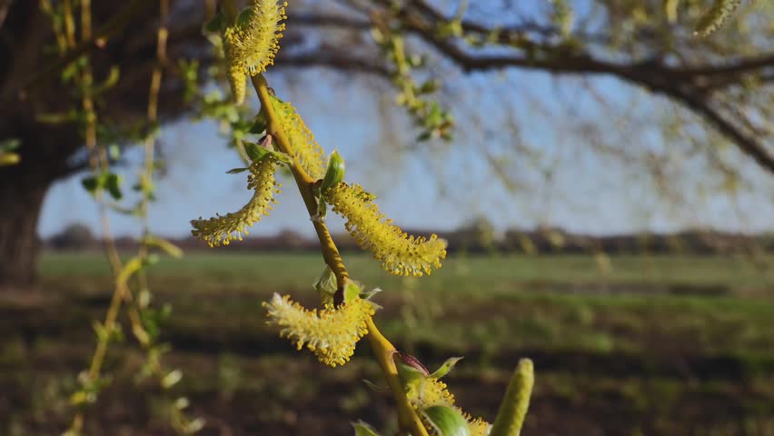 Golden Willow Catkins Blooming on a Branch in Warm Morning Sunlight in Early Spring – Close-Up