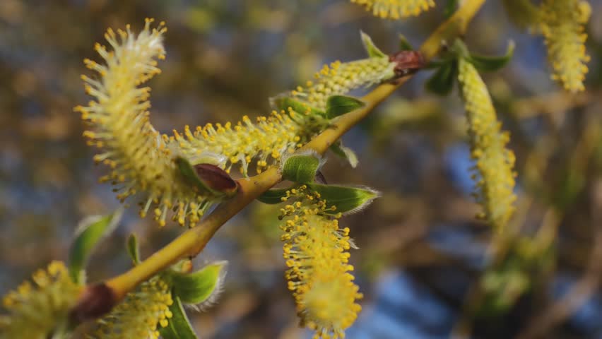 Golden Willow Catkins Blooming on a Branch in Warm Morning Sunlight in Early Spring – Close-Up