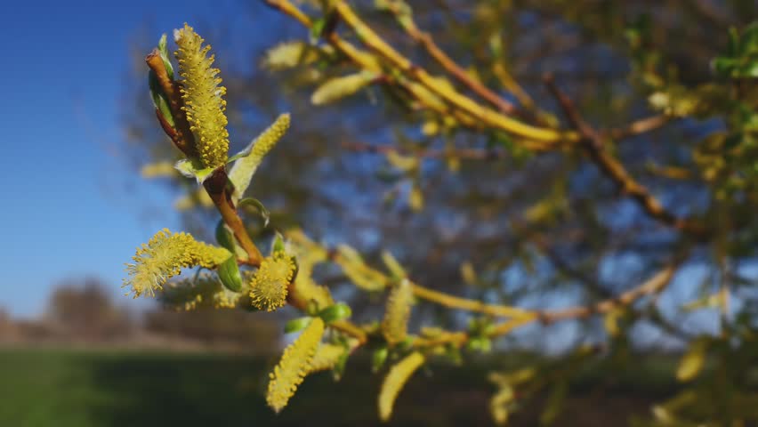 Golden Willow Catkins Blooming on a Branch in Warm Morning Sunlight in Early Spring – Close-Up