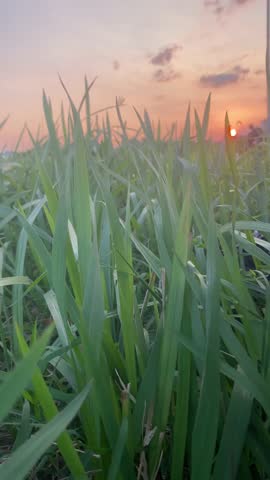 Grass blown by the strong wind at dusk