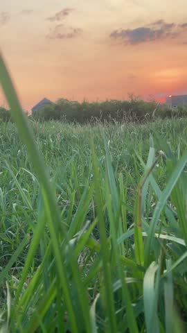 Grass blown by the strong wind at dusk