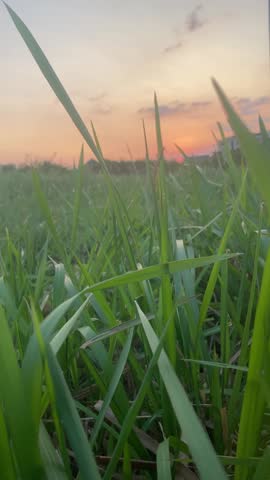 Grass blown by the strong wind at dusk