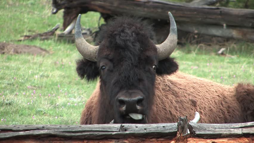 Buffalo cleaning face with tongue in Yellowstone National Park, Wyoming, USA