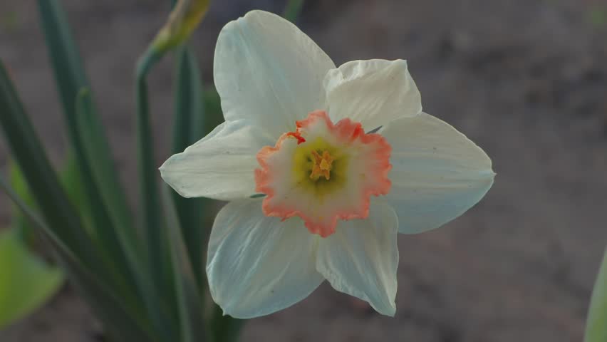 Close-Up of a White Daffodil with an Orange Trumpet Blooming in a Private Garden in Early Spring