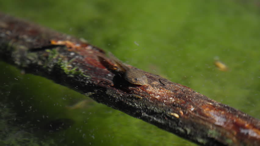 Close-Up of Montane Brown Frog (Rana ornativentris) Tadpole Resting on Submerged Tree Branch at Night Before Swimming Away