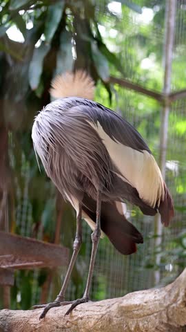 grey crowned craned preening from front to back feathers in the afternoon, bird in cage, low angle