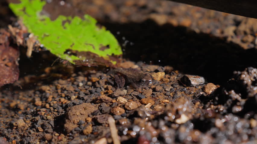 Close-Up of Montane Brown Frog (Rana ornativentris) Newly Metamorphosed Froglet Resting on Shoreline of Forest Pond at Night
