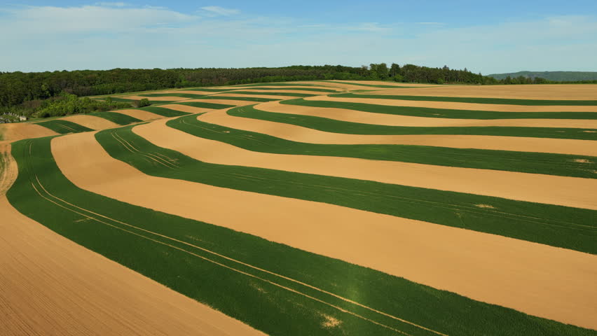 Aerial drone view of sweeping contour-farmed fields with alternating green and tan curved crop strips creating bold geometric patterns, Moravia, Czech Republic.