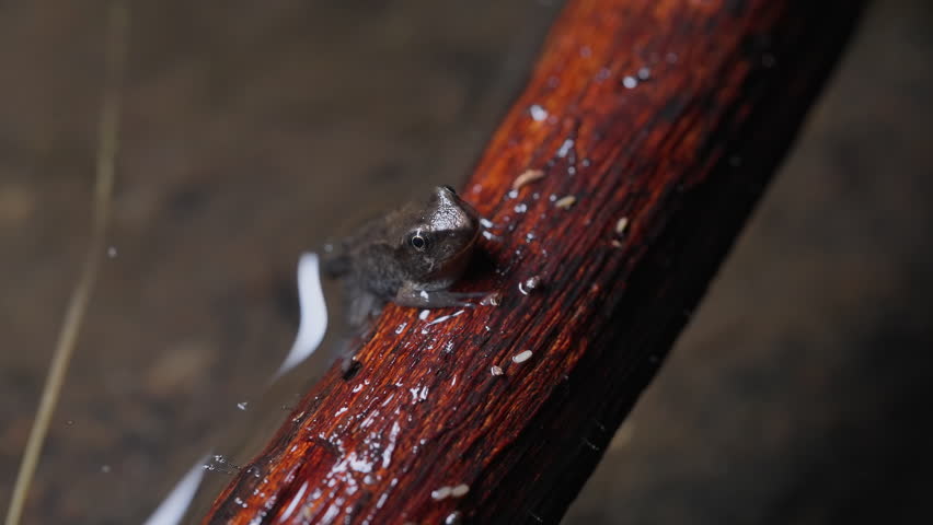 Close-Up of Montane Brown Frog (Rana ornativentris) Resting on Floating Tree Branch at Night