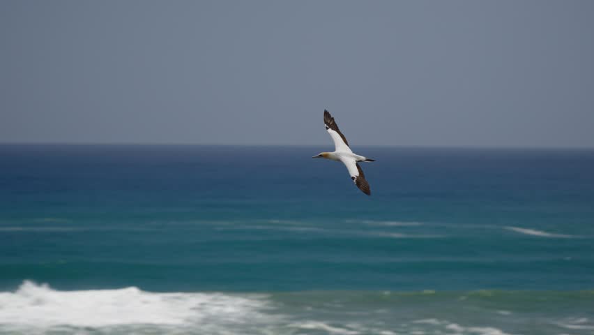 An australasian gannet (Morus serrator) flying over the pacific ocean with waves crashing in the background.
