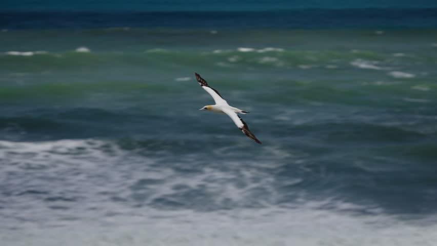 Australasian gannet (Morus serrator) flies over the ocean towards a seaside seabird colony in New Zealand.