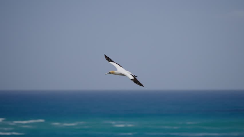 Australasian gannet (Morus serrator) flies over the ocean and towards its colony on the coast of New Zealand.