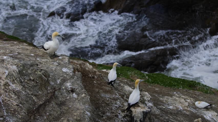 Australasian gannet (Morus serrator) takes off from a cliff edge overlooking the ocean in New Zealand.