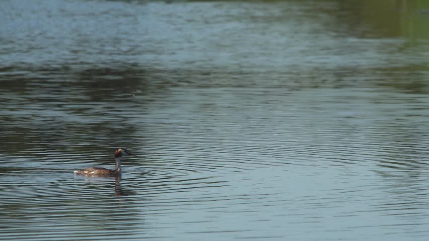 A Great Crested Grebe (Podiceps cristatus) swimming serenely on a lake