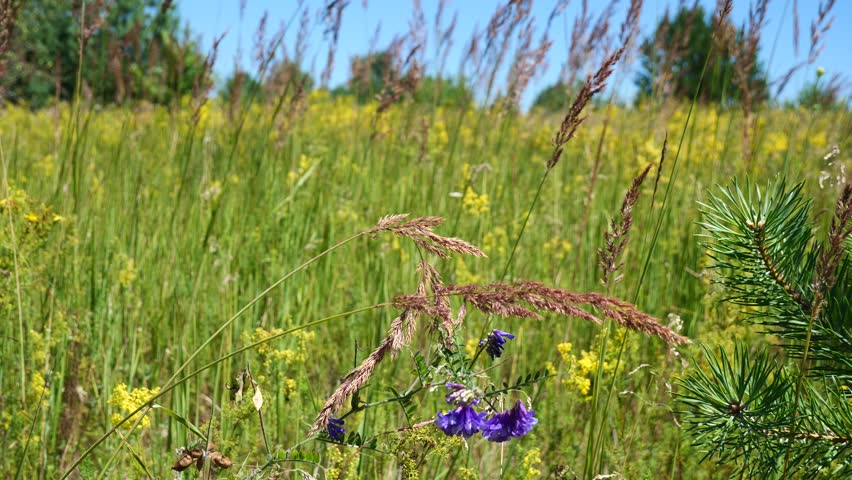 Summer flowers at the edge of the forest.

