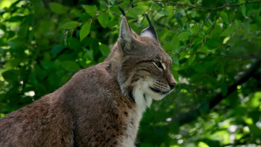 A majestic Eurasian lynx profile shows its prominent black ear tufts against dense green summer foliage