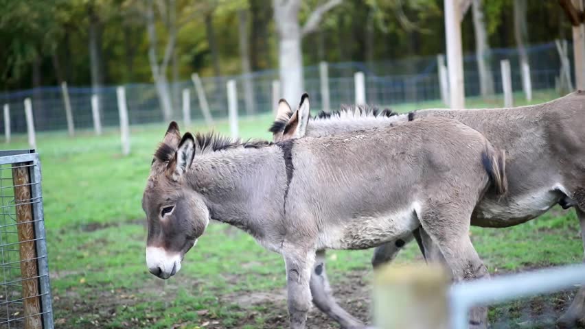 Two donkeys standing together in a farm animal enclosure