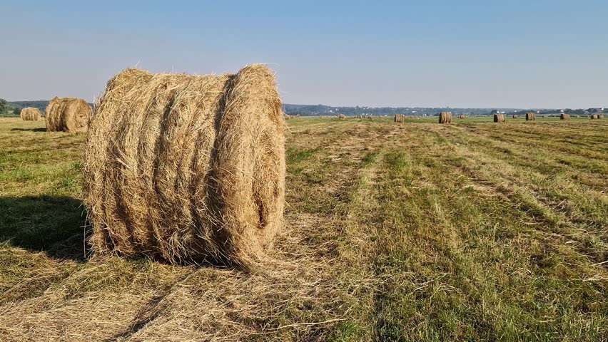 Panorama of an agricultural field with hay bales under a clear sky. Wide view of a mowed green field with scattered hay bales on a summer day. Rural landscape. Nature