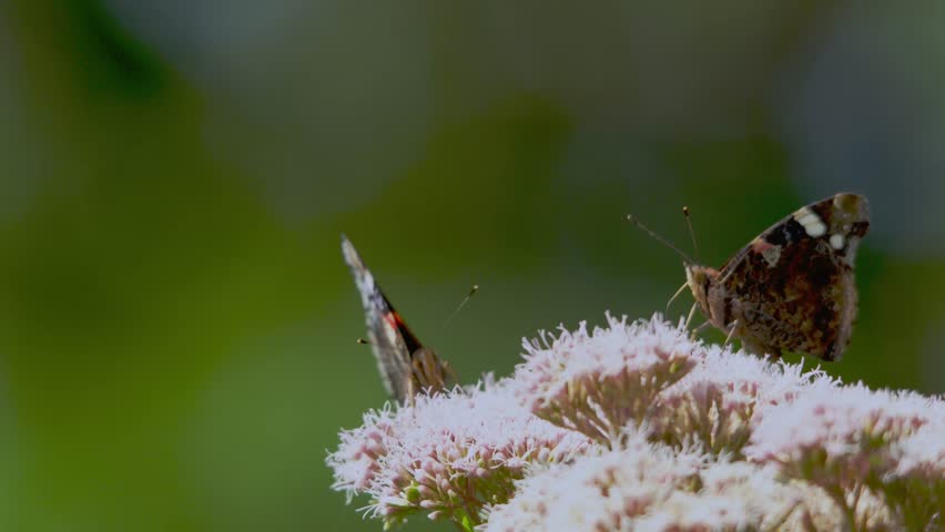 Two Red Admiral butterflies (Vanessa atalanta) on a hemp agrimony flower