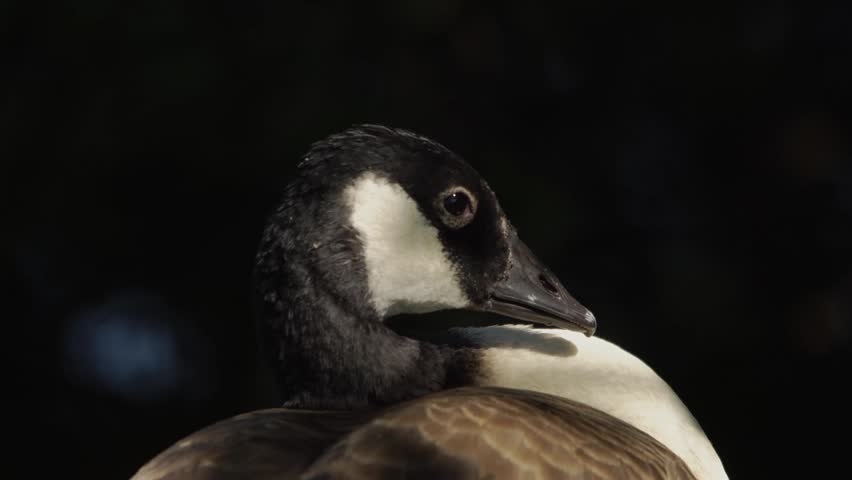 A Canada goose (Branta canadensis) close up of head