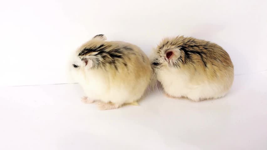 Two tiny Roborovski dwarf hamsters stand on their hind legs while playfully interacting together