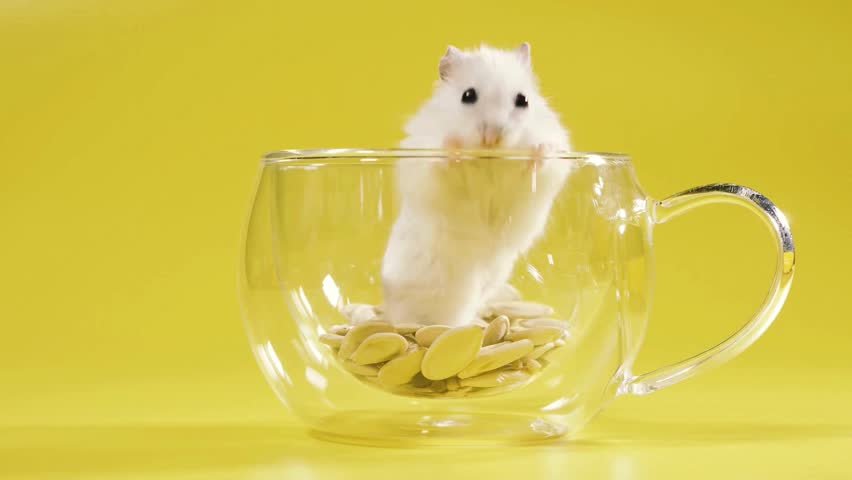 A cute white dwarf hamster standing inside a clear glass cup with seeds against a yellow background