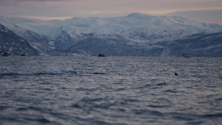Orca dorsal fin crossing Arctic fjord with snowy mountains beyond, editorial