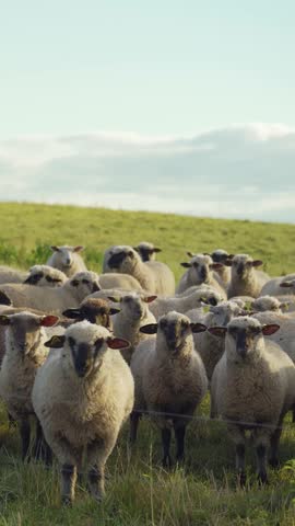 Vertical video of large flock of domestic white sheep standing and grazing on green grassy hillside pasture at sunset.