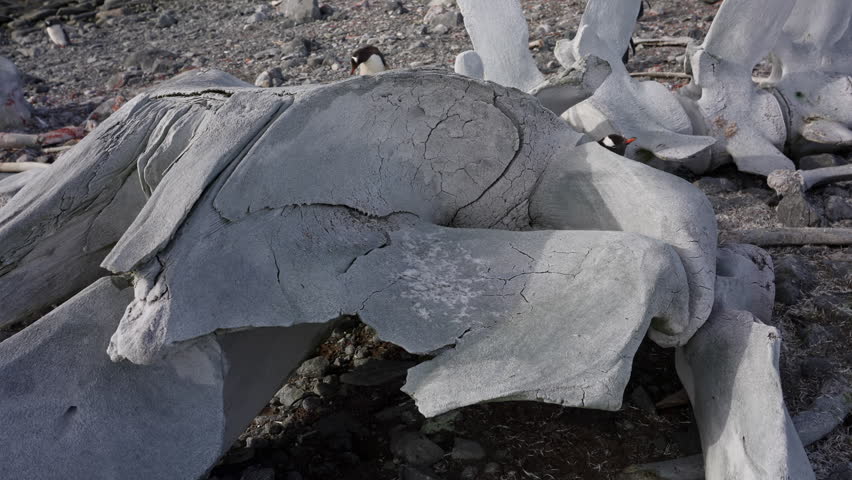 Whale Skull Lying On Rocky Shore