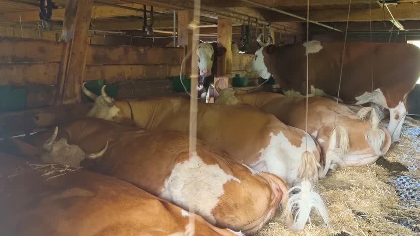 Authentic Swiss alpine barn with Simmental cows resting in a traditional mountain farming environment, showcasing rural heritage and agricultural life in Switzerland