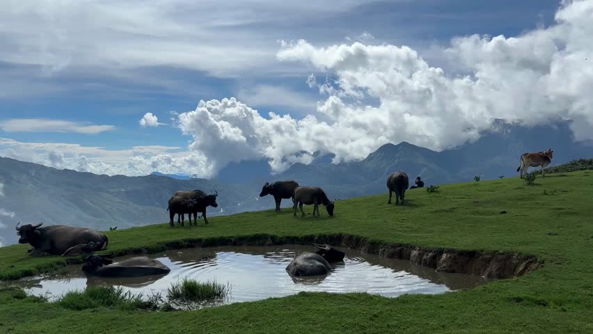 A herd of water buffaloes grazing and wallowing in a small pond on a lush green hilltop overlooking dramatic mountain ranges under a sky filled with bright, fluffy white clouds.