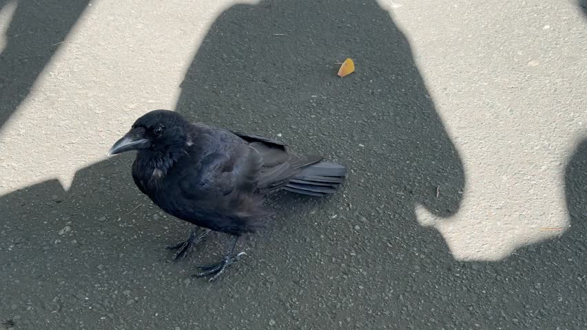 a black crow standing on ground under the shadow