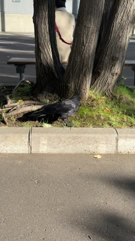 a Japanese black crow eating from the grass, walking cutely toward the camera, and standing on the ground