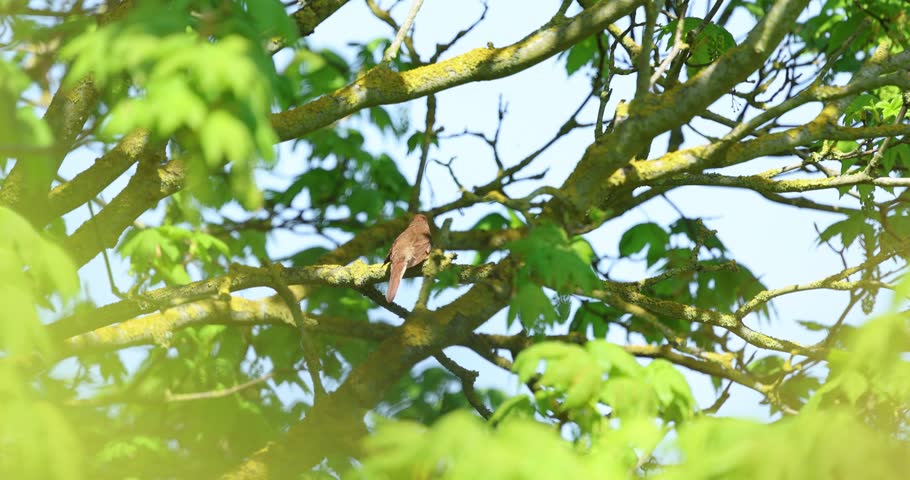 Nightingale Singing in a woodland, Wrabness, Essex, UK