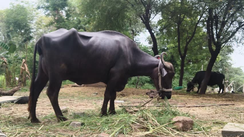 Buffaloes eating grass,The cow is grazing"