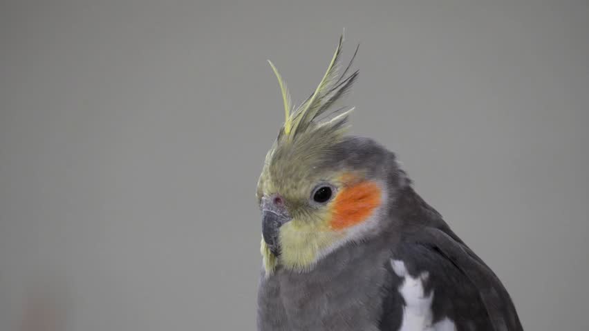 A close-up portrait of a cockatiel bird with a distinct yellow crest and orange cheeks