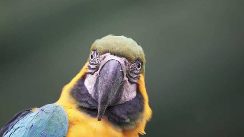 A detailed close-up portrait of a colorful blue-and-yellow macaw parrot looking to the side