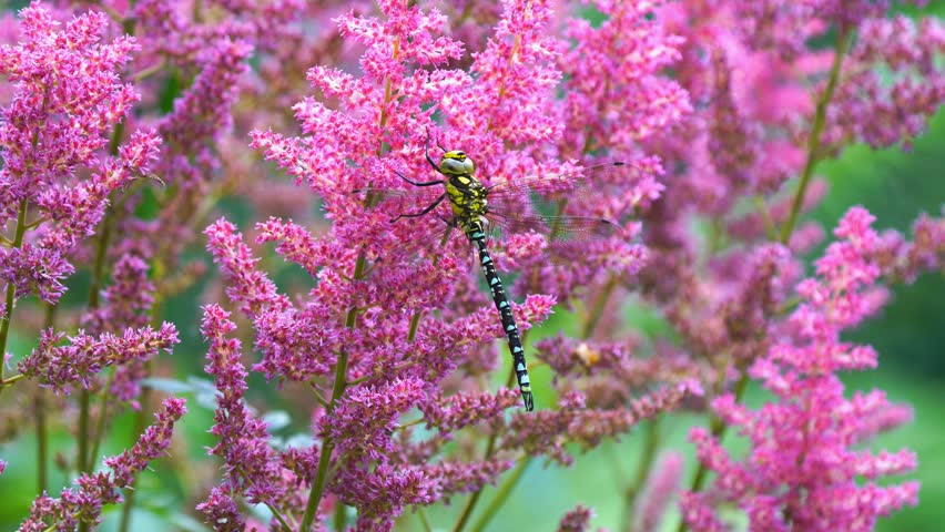 Large dragonfly, Anax imperator, in a beautiful astilbe
