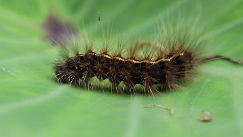 Macro shot of a hairy caterpillar crawling on a vibrant green leaf.