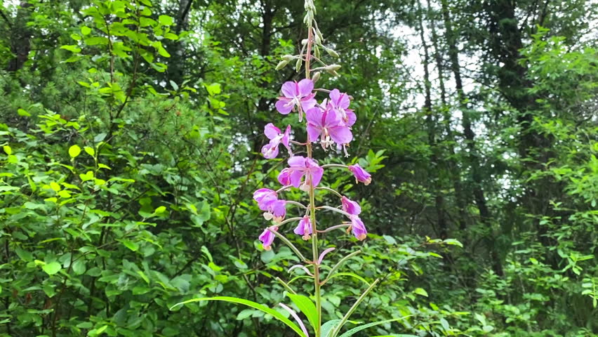 A bumblebee pollinating vibrant pink fireweed flower with insects flying through the frame against a soft green forest background in Northern Ontario, Canada.