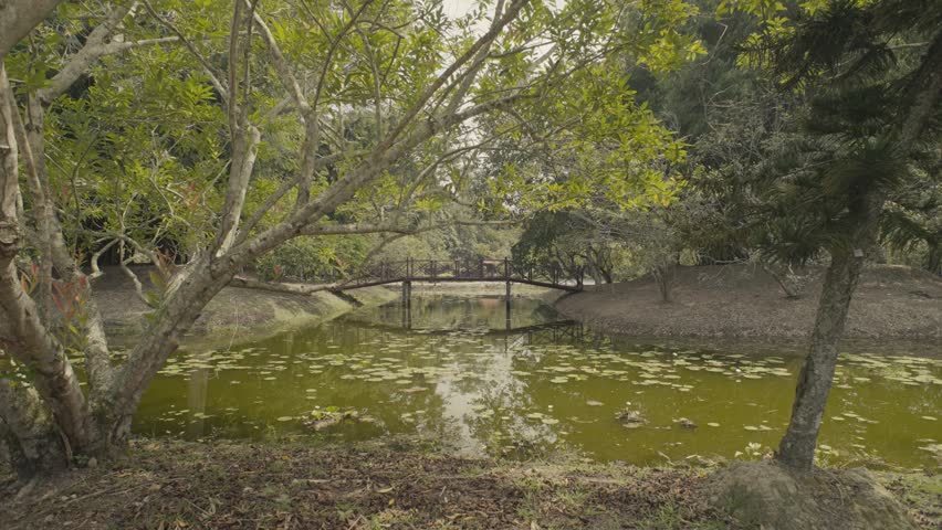 A small wooden bridge crossing a body of water filled with lily.