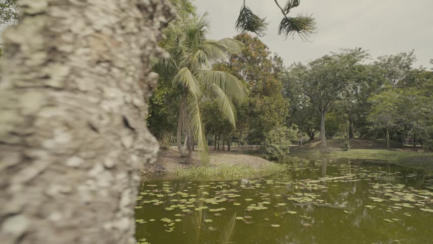 A body of water is filled with lily pads and bordered by Trees