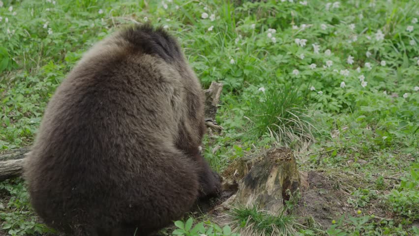 Eurasian brown bear sits with back to camera, then stands up and steps over a fallen tree trunk in a forest clearing. Slow motion wildlife behavior filmed in Estonia.